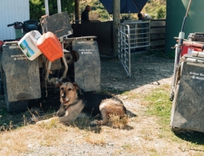 sheep dog